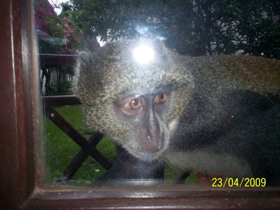 Stiller Beobachter Neptune Village Beach Resort & Spa