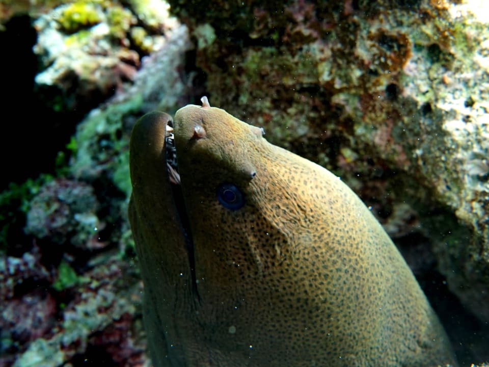 Schnorcheln ananea Diamonds Athuruga