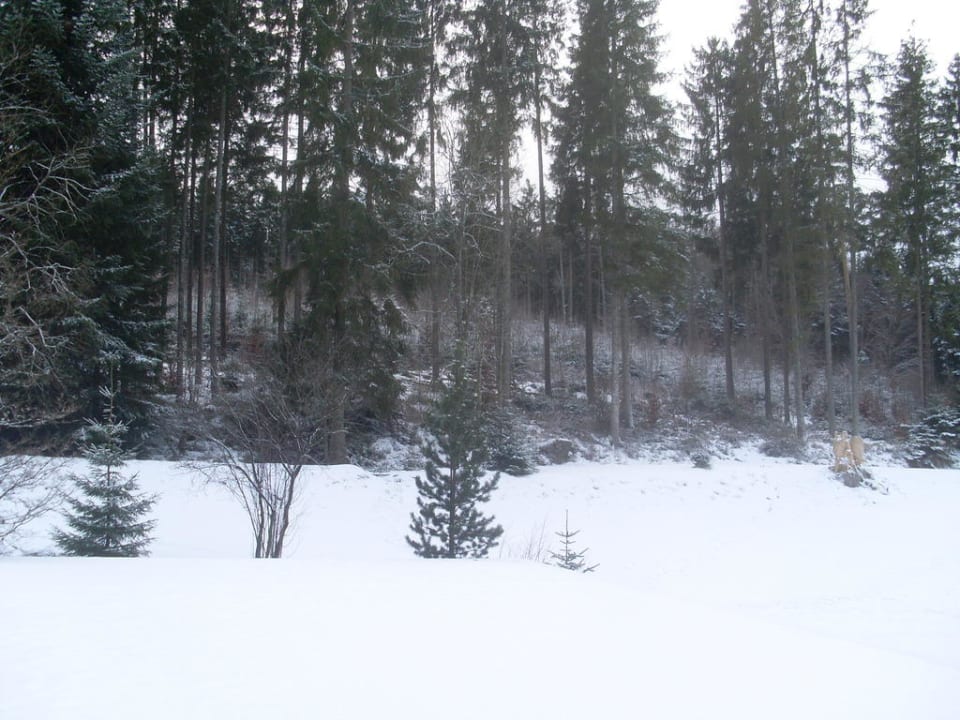 Ausblick vom Zimmer Nationalpark - Hotel Waldsägmühle