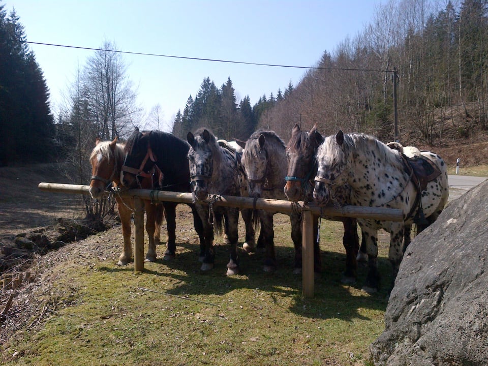 Mittagsrast Tigerhill-Ranch-Norikerhof