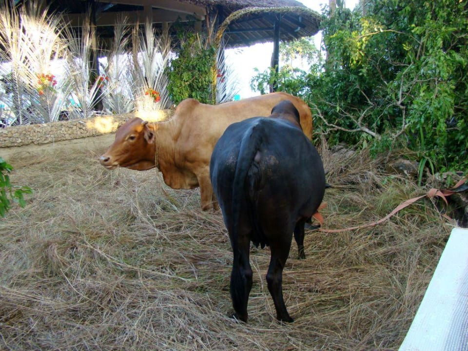 Weihnachts  - Streichelzoo Baobab Beach Resort & Spa