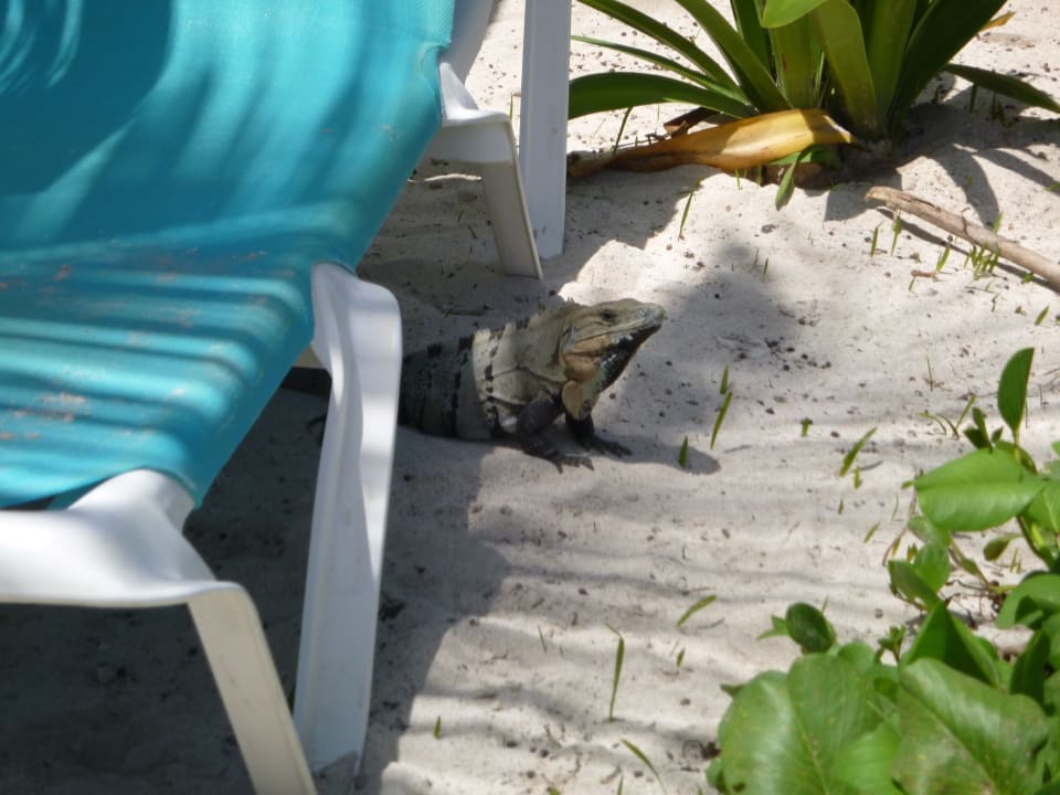 Strand Akumal Bay Beach & Wellness Resort