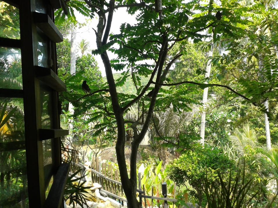 Blick auf den Steg Panviman Resort Koh Phangan