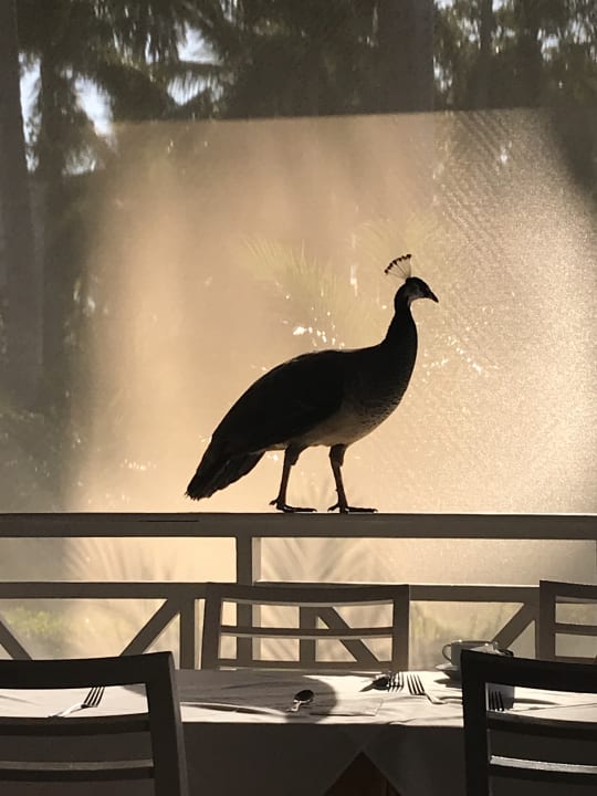 Zum Garten gehören auch die Tiere Vista Sol Punta Cana