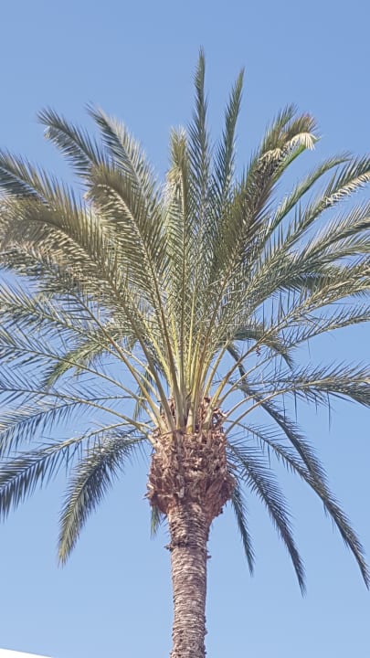 Außenansicht Abora Buenaventura by Lopesan Hotels