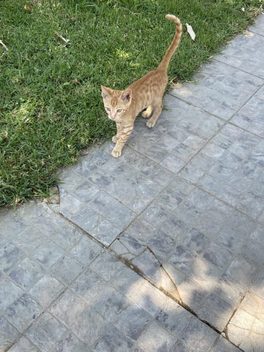 Gartenanlage Corissia Beach Hotel