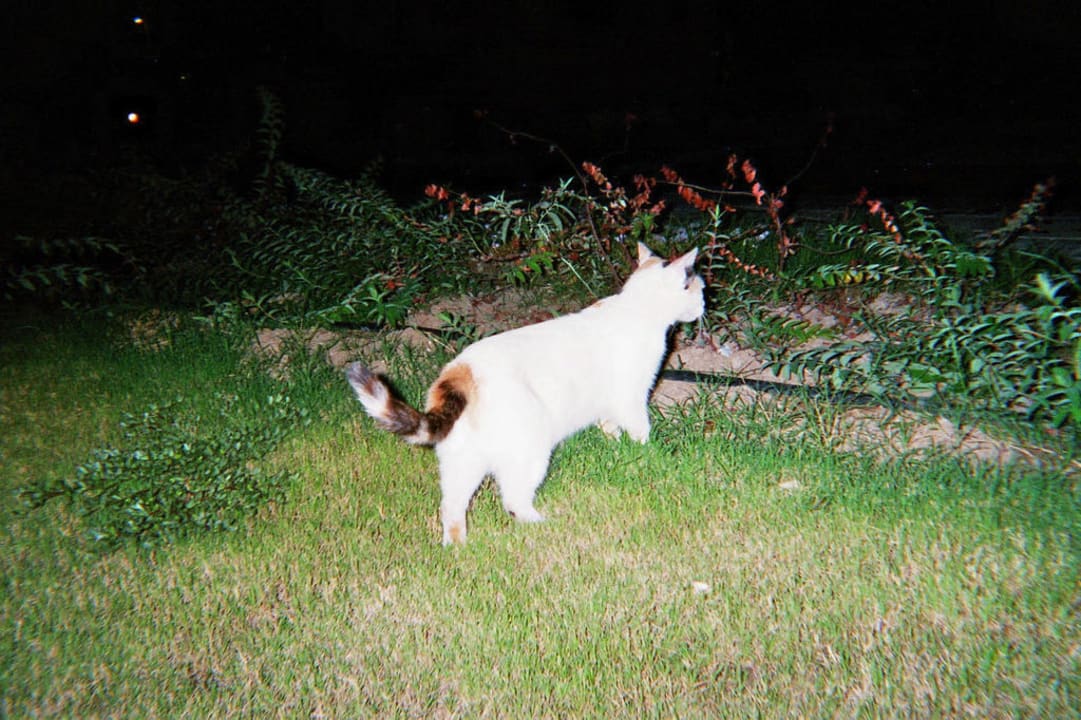 Hotel-Katze Astir Odysseus Kos Resort & Spa