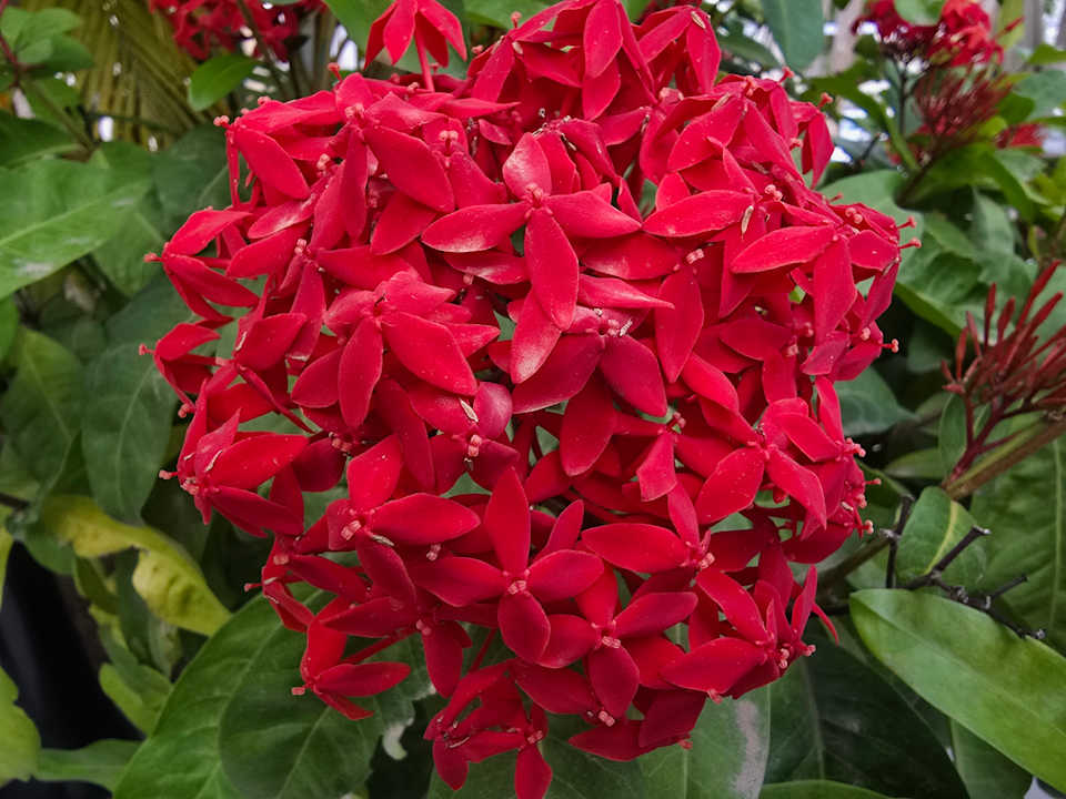 Gartenanlage Hotel Riu Palace Palmeras