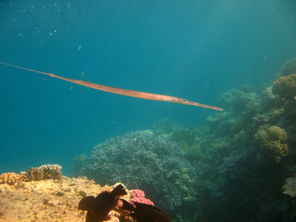 12 Stella Beach Resort & Spa Makadi Bay