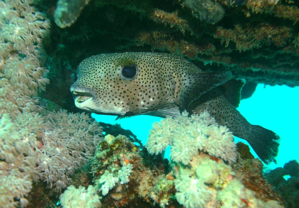 Sport & Freizeit Cleopatra Luxury Resort Makadi Bay