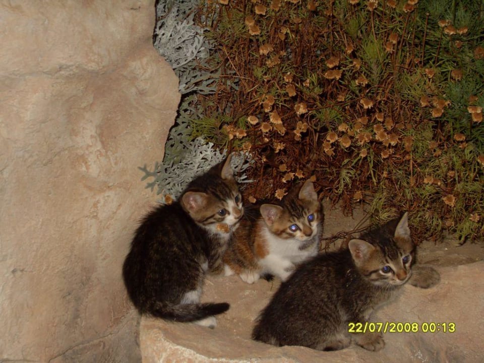 3 von vielen kleinen Kätzchen im Hotel Hotel Novum Garden Side