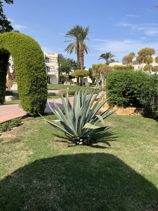 Gartenanlage Lotus Bay Beach Resort