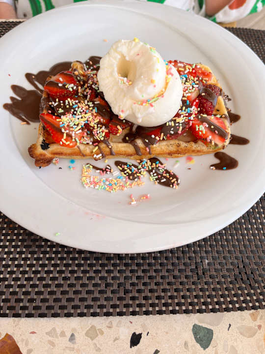 Gastro Seashell Vega