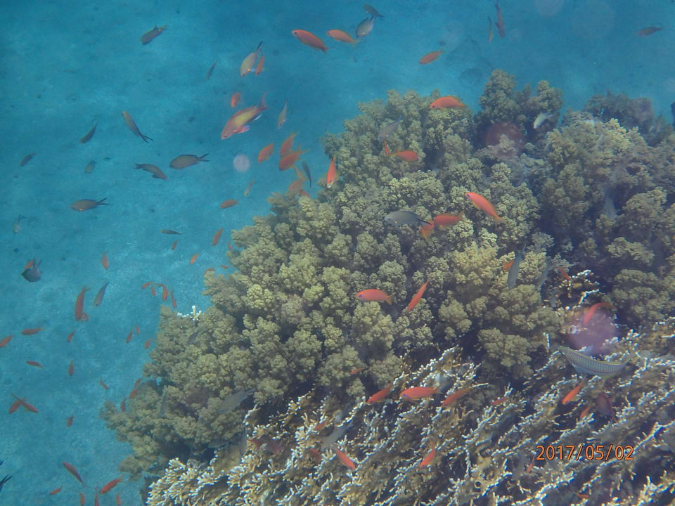 Strand Shams Alam Beach Resort