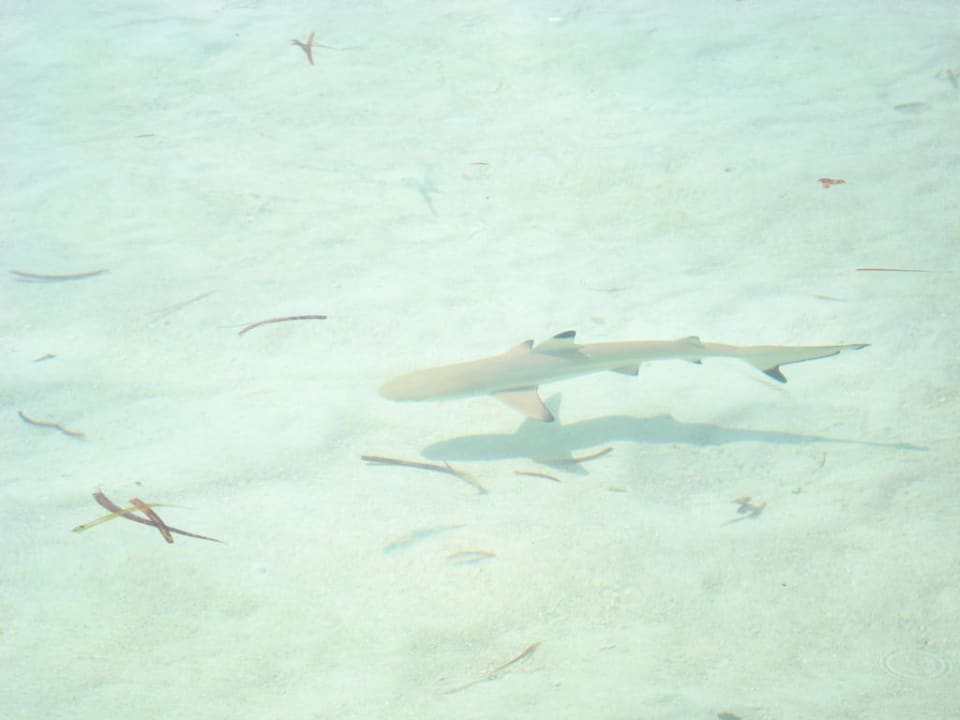 Kleiner Hai Meeru Maldives Resort Island