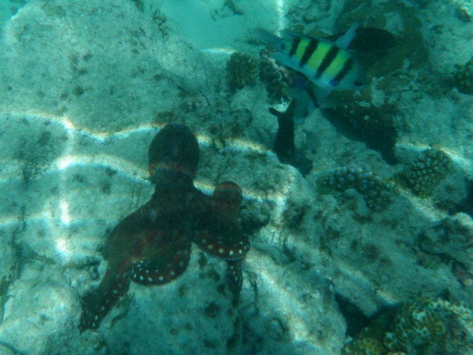 Tintenfisch Sun Siyam Olhuveli