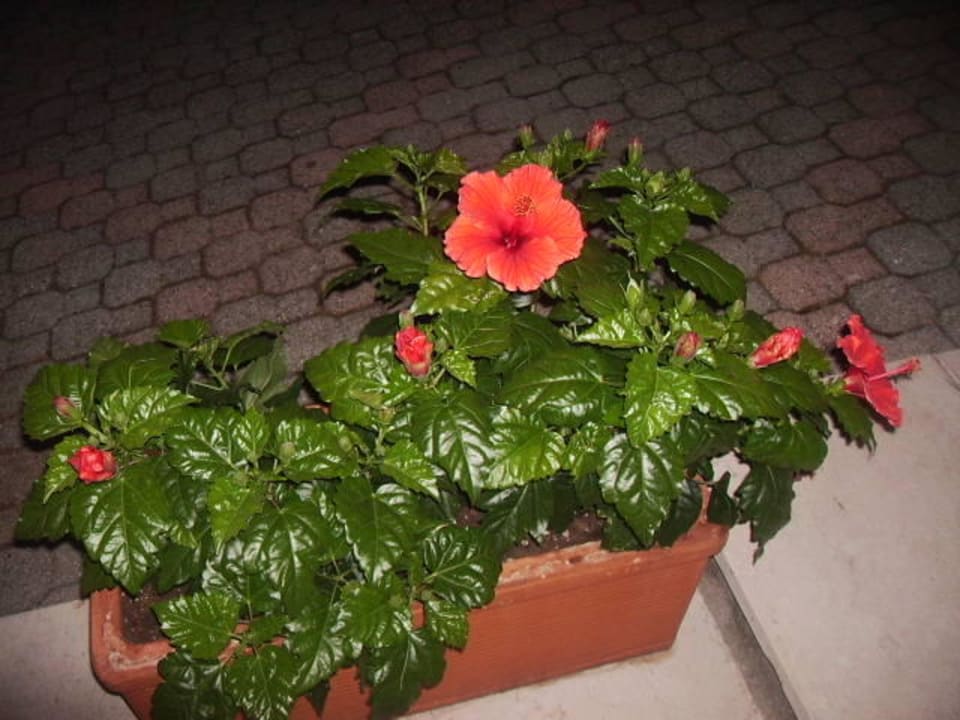 Herrliche Blumen Diana