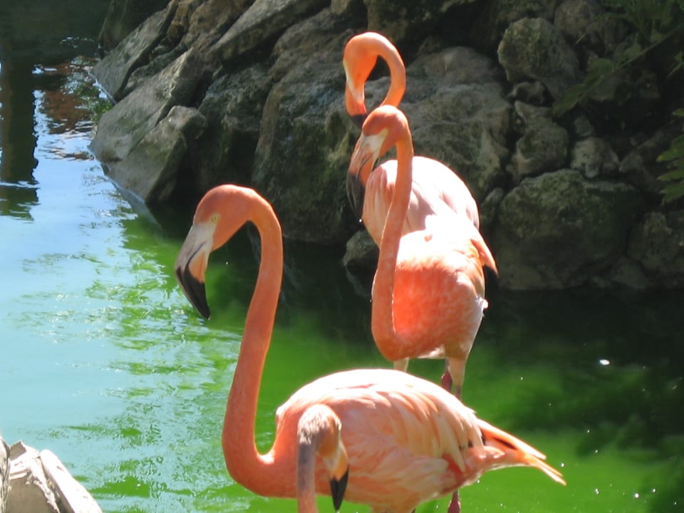 Sonstiges Villas Bavaro Resort & Spa