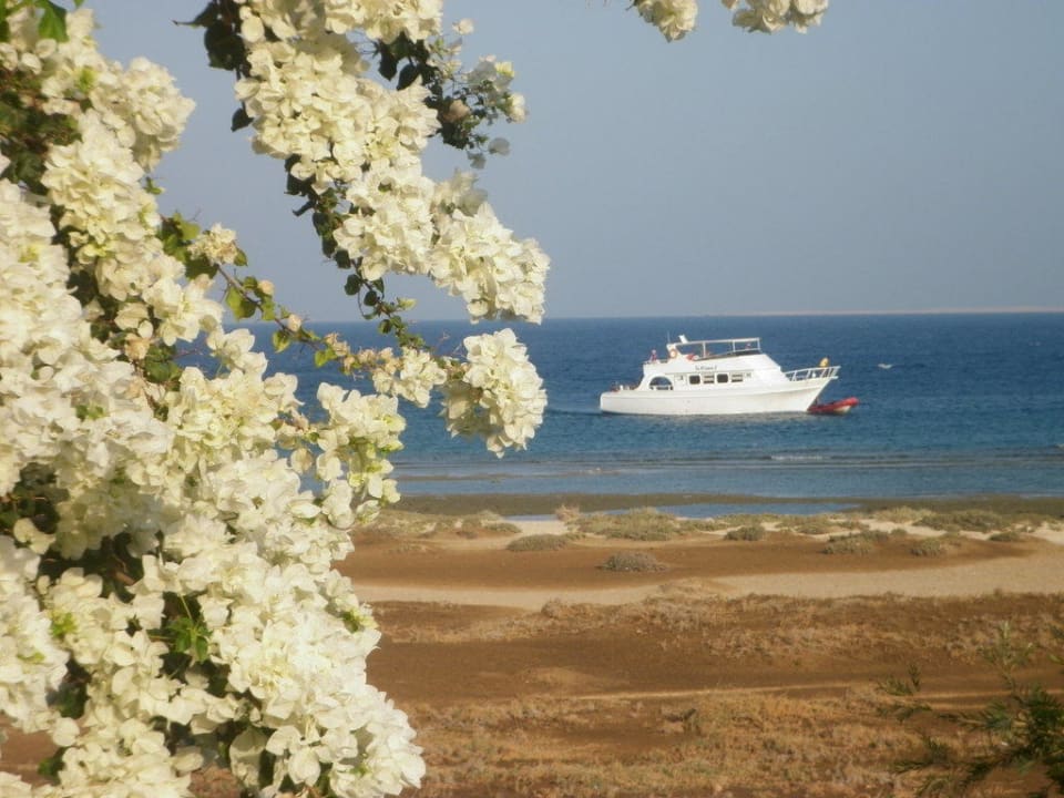 Angekommen Shams Alam Beach Resort