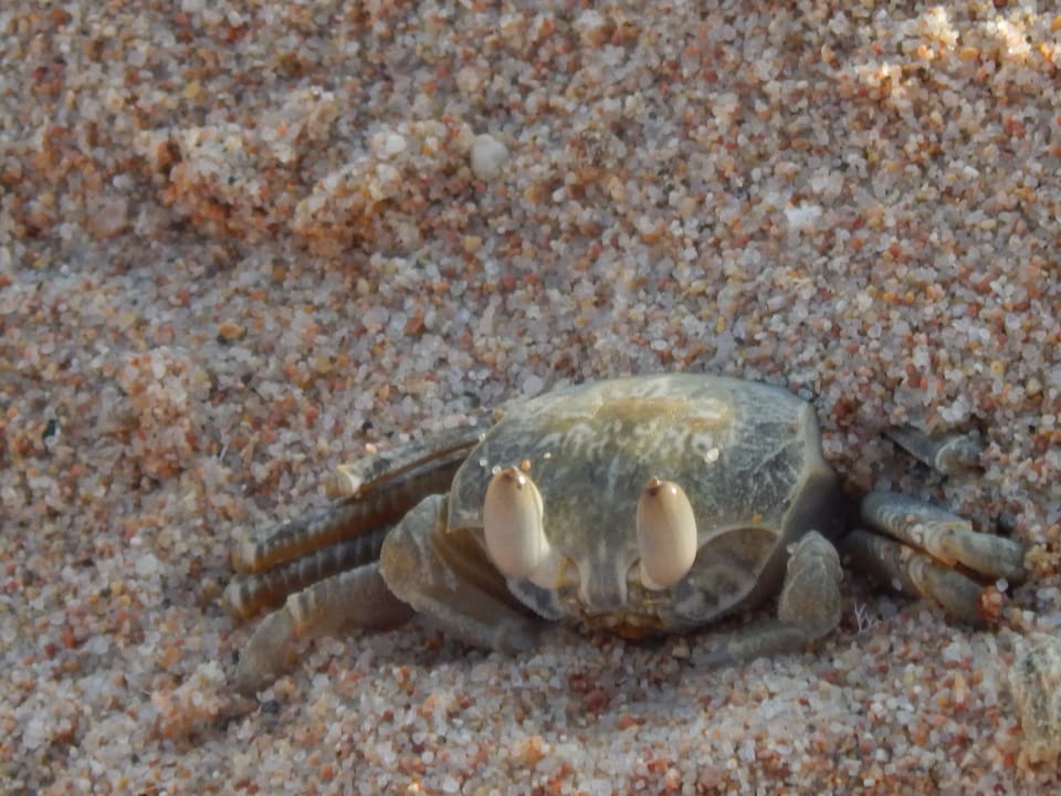 Strand Pickalbatros Citadel Resort