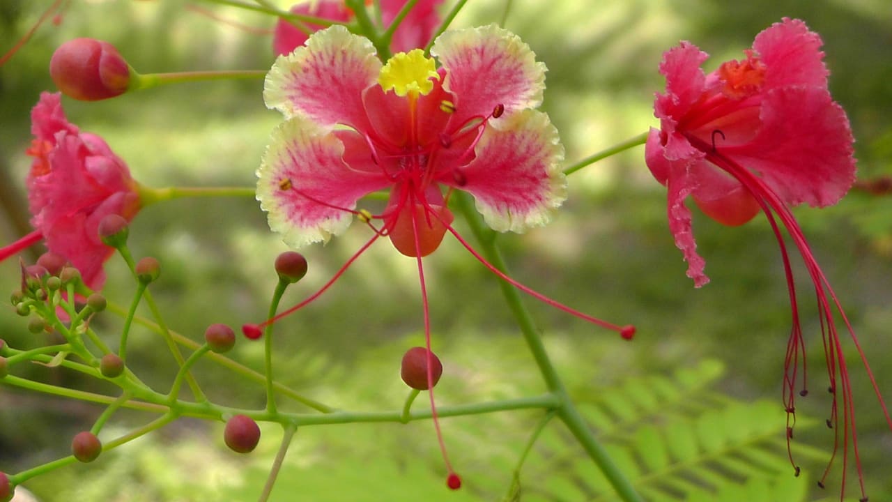 Auf dieser Insel liegt die Schönheit im Kleinen Adaaran Select Meedhupparu Island Resort - Premium All Inclusive