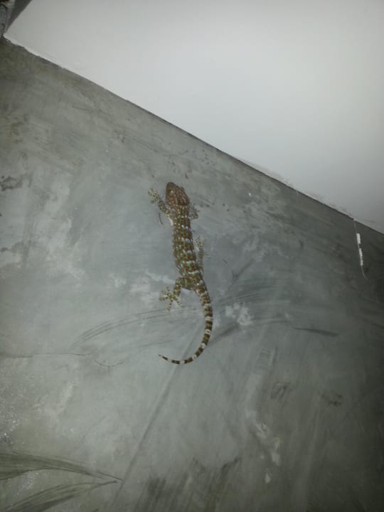 Netter Mitbewohner Pariya Resort & Villas Koh Phangan