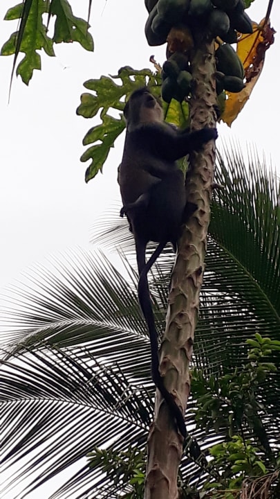 Gartenanlage Spice Island Hotel & Resort