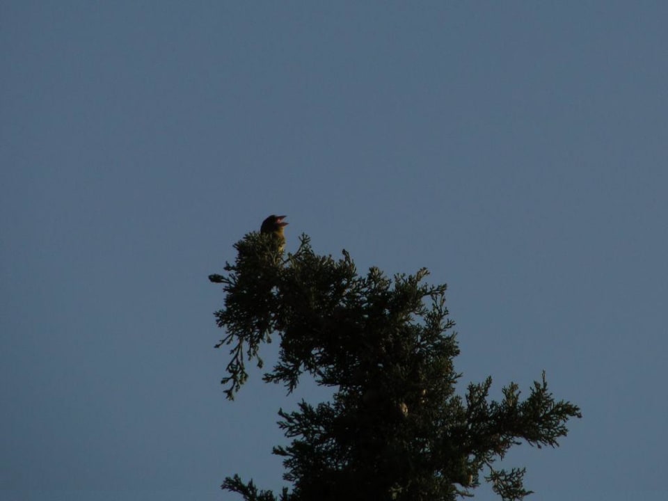Vogelsänger am Morgen Grand Hotel Holiday Resort