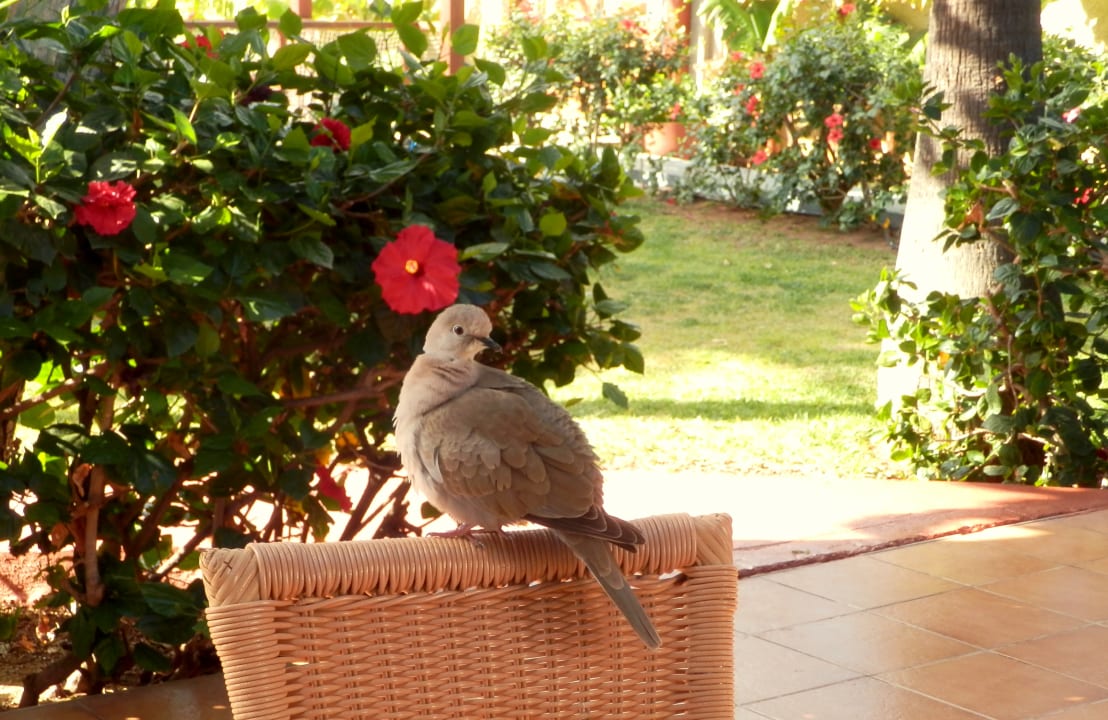 Gartenanlage HL Miraflor Suites Hotel