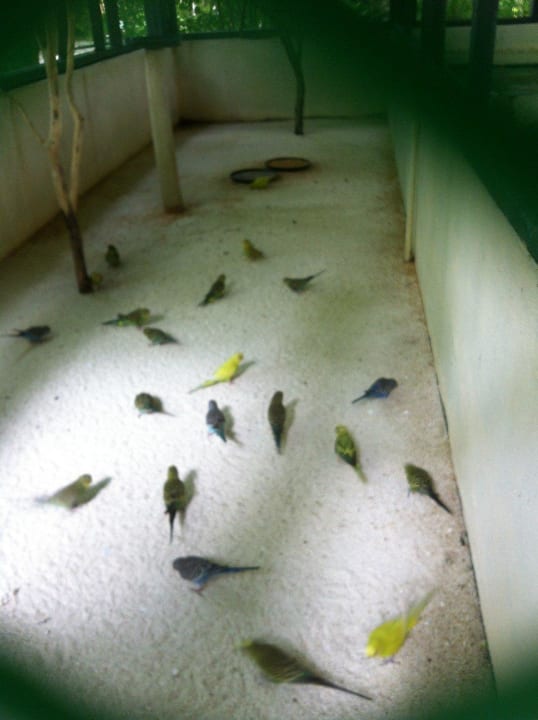 Leider gefangen bei der schönen Natur Summer Island Maldives