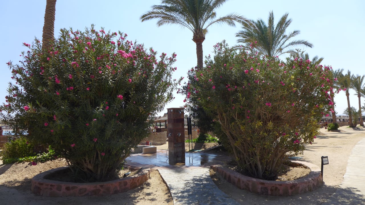 Garten Steigenberger Coraya Beach - Adults only