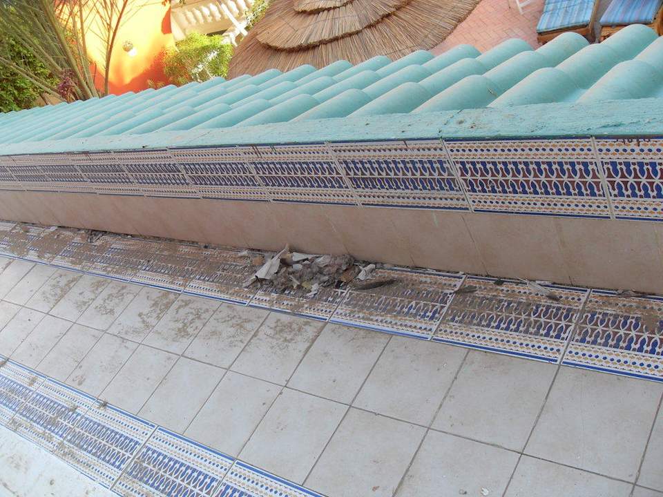 Hinterlasseschaft von Tauben Pickalbatros Alf Leila Wa Leila Resort - Neverland Hurghada