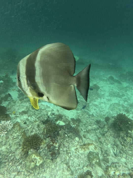 Sport & Freizeit NH Collection Maldives Reethi Resort