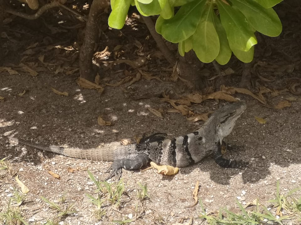 Sonstiges Akumal Bay Beach & Wellness Resort