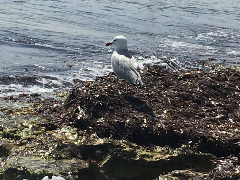 Strand Hipotels Flamenco