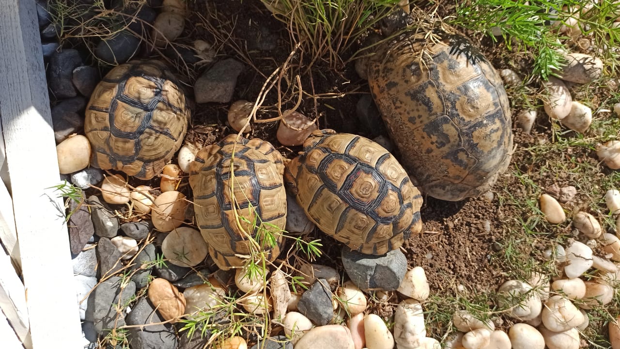 Sonstiges Steigenberger Coraya Beach - Adults only