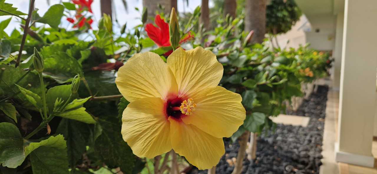 Gartenanlage Club Hotel Drago Park