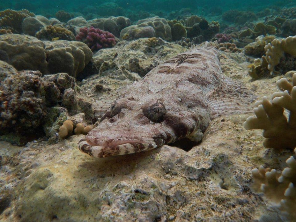 Krokodilfisch Malikia Resort Abu Dabbab