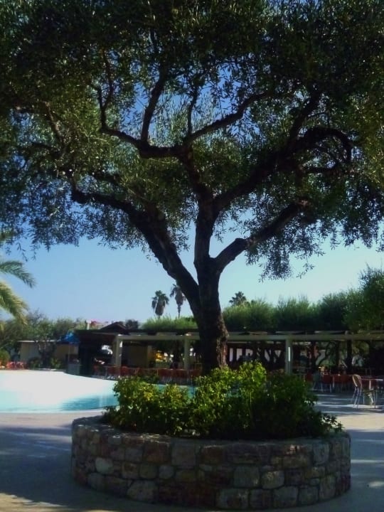 Einer von sehr vielen Oliven-Bäumen TUI KIDS CLUB Alex Beach