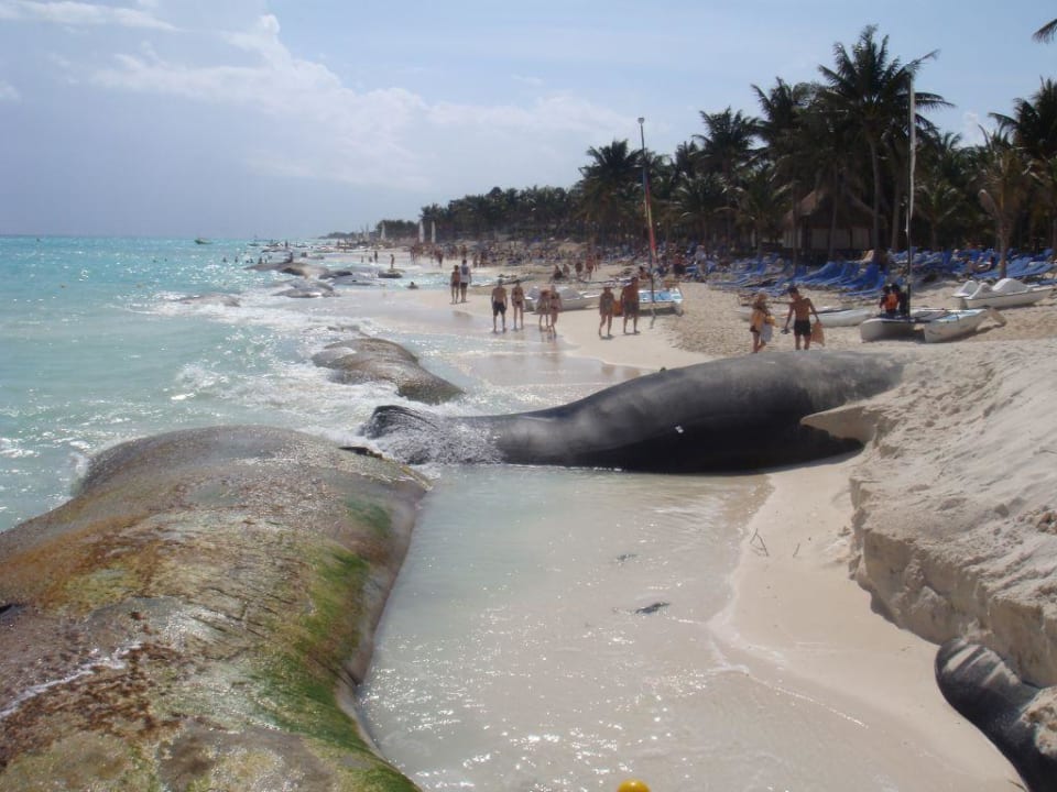 RIU Strand Hotel Riu Tequila