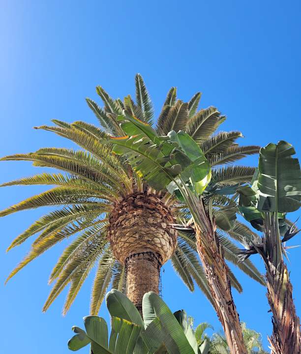 Gartenanlage R2 Bahía Playa Design Hotel & Spa - Adults Only