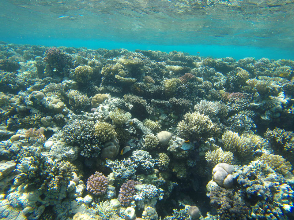 Ausblick Cleopatra Luxury Beach Resort Makadi Bay - Adults only