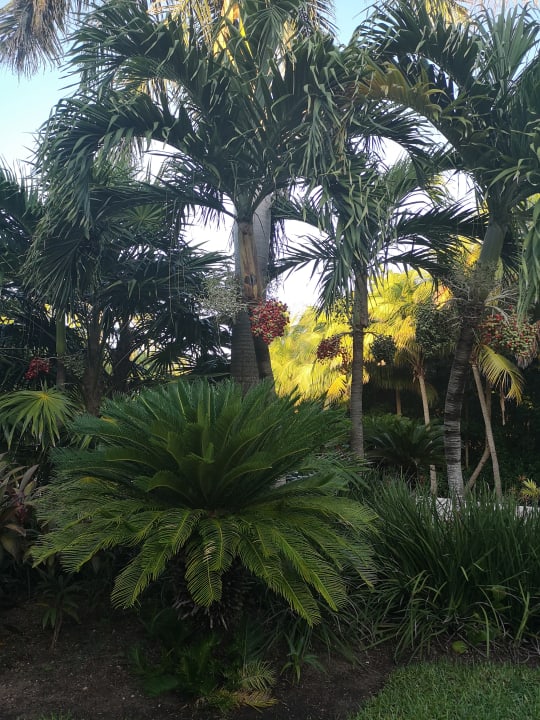 Gartenanlage Akumal Bay Beach & Wellness Resort