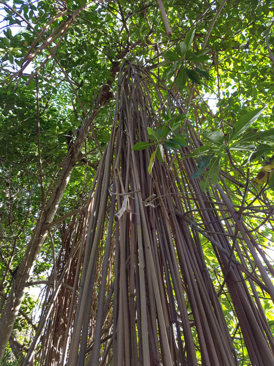 Gartenanlage Sunscape Puerto Plata