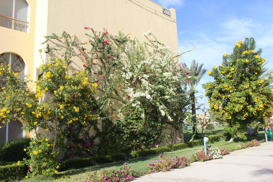 Территория отеля Desert Rose