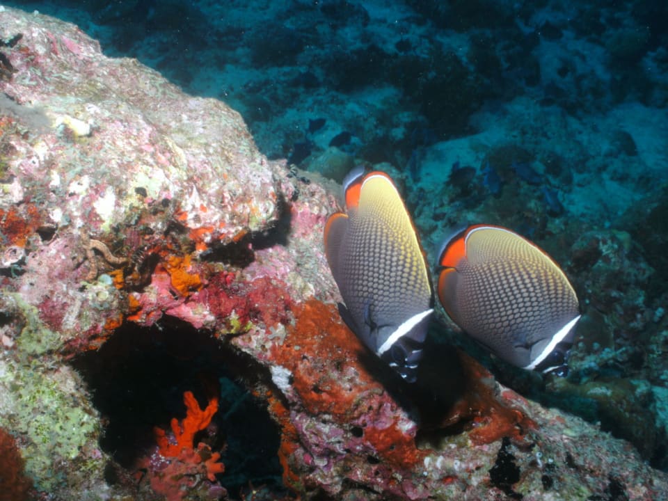 Maskenfische NH Collection Maldives Reethi Resort