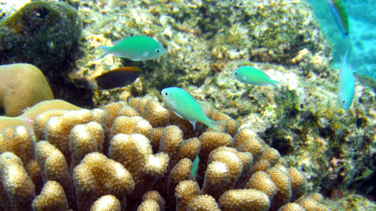 Die Unterwasserwelt am Hausriff Summer Island Maldives