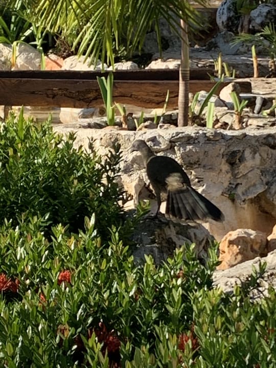 Gartenanlage H10 Ocean Maya Royale - Adults only