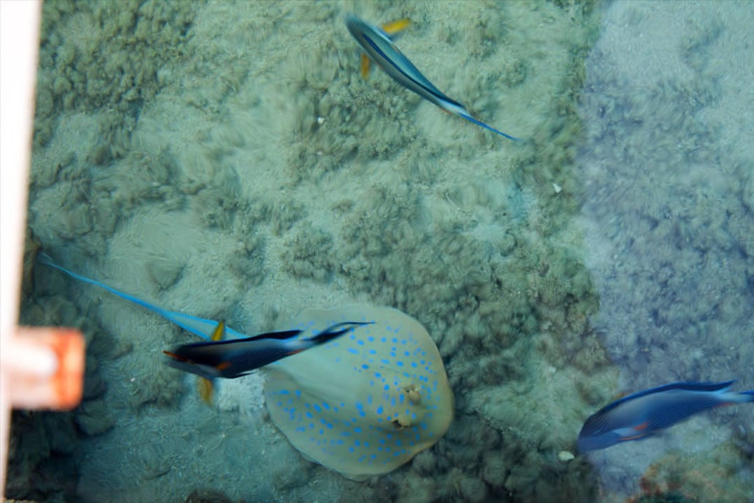 Besuch von einem Blaupunktrochen - Lagune  Pickalbatros Citadel Resort