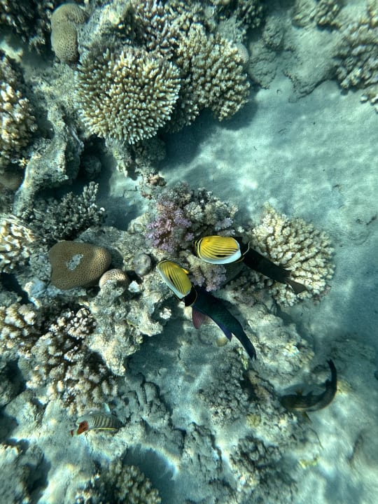 Strand Makadi Spa - Adults only